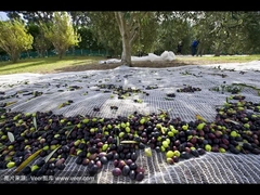 올리브 네트 기능